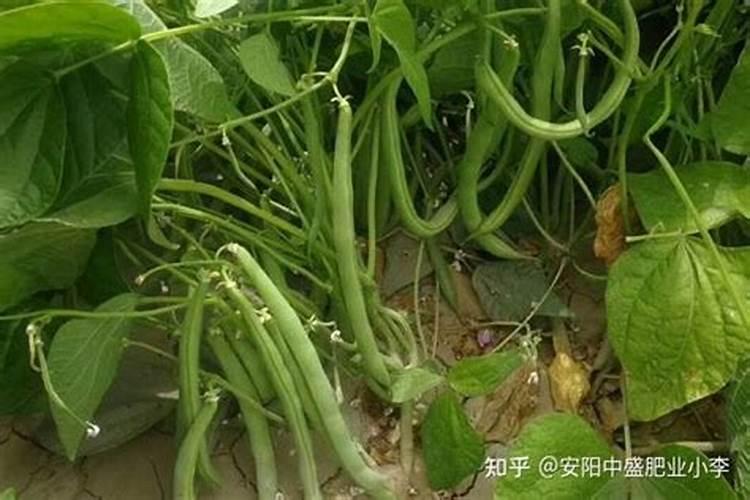 在农村里四季豆怎么种？种植四季豆的架子要怎么搭？