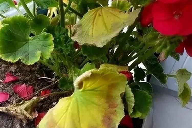 荔枝开花时能不能喷药