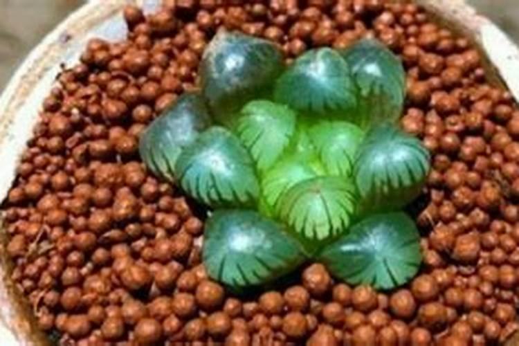 玉露夏天35度怎么养