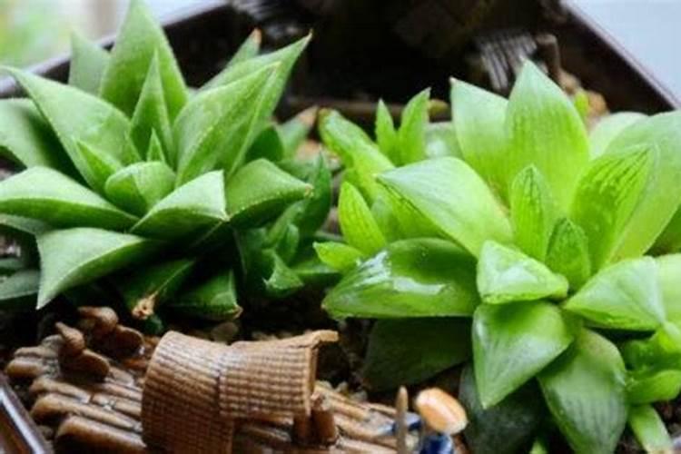 夏季玉露怎么养护？