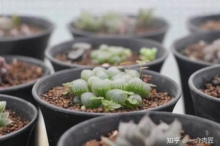 玉露怎么度夏安全？