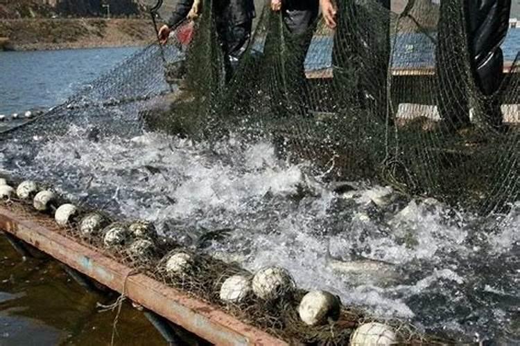 百合花需要什么肥料最好