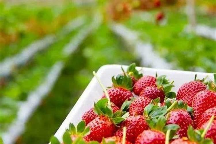 草莓旺长怎么办？用什么水溶肥好？