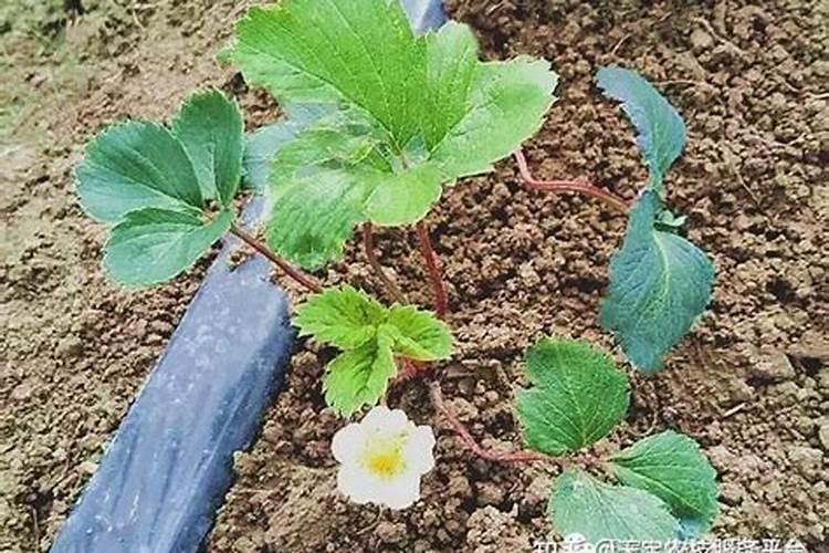 草莓苗期旺长用矮壮素,烯效唑,多效唑好么？