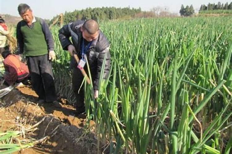 大葱施肥法的施肥技术有哪些？