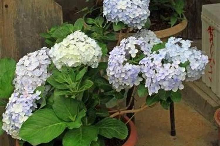 绣球花施肥方法,用什么肥好