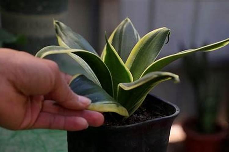 怎么让虎皮兰叶子更绿