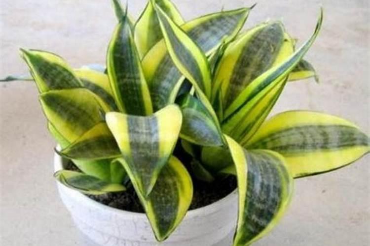 怎么让虎皮兰叶子更绿