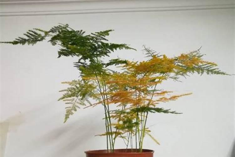 荔枝施肥时期以及方法？
