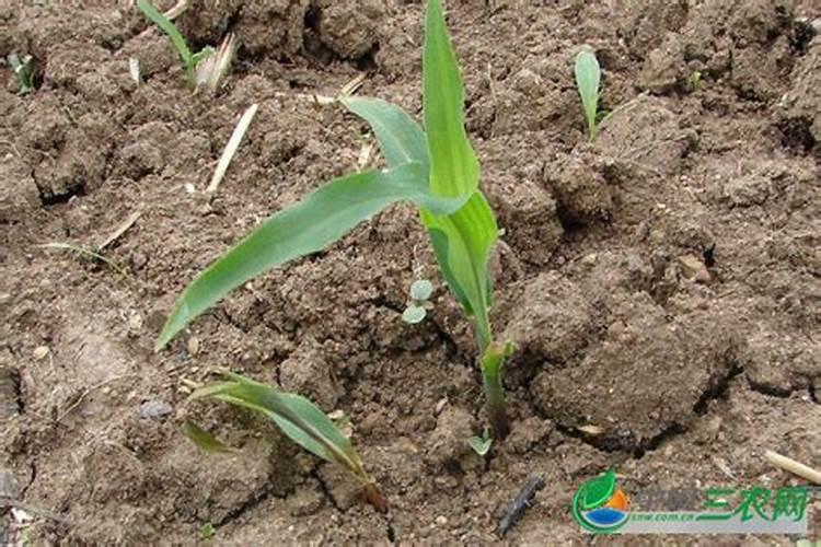 玉米抽穗期应怎样施肥