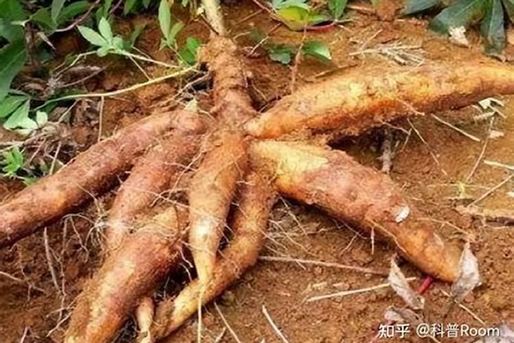 什么是磷肥 磷肥的作用