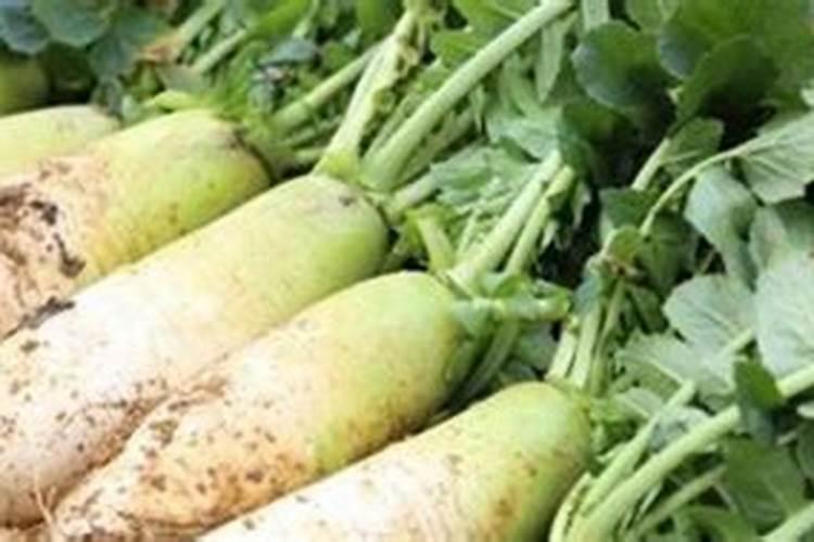 什么时候种植萝卜比较合适？
