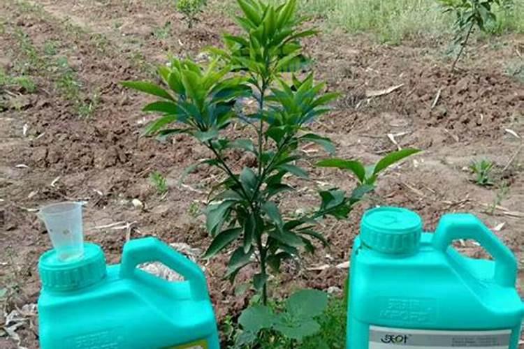 什么肥料生根最快最好