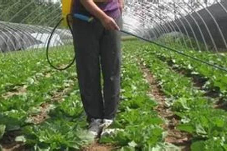 如何正确给蔬菜施加钙肥？