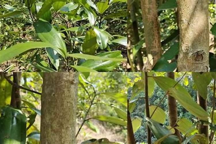 御贵草金线莲种植夏天需要比平时多浇水吗？