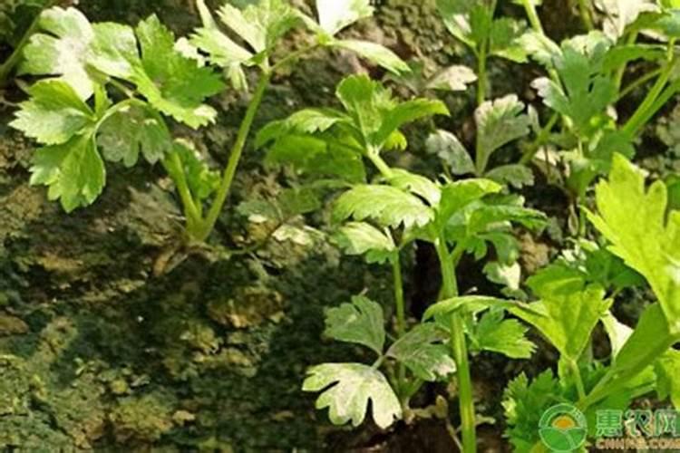 花生需要施肥吗？该施什么肥？