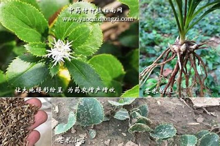 苍术育苗一亩地用多少斤种子？