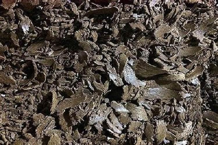 春大棚番茄小苗不发根怎样防治