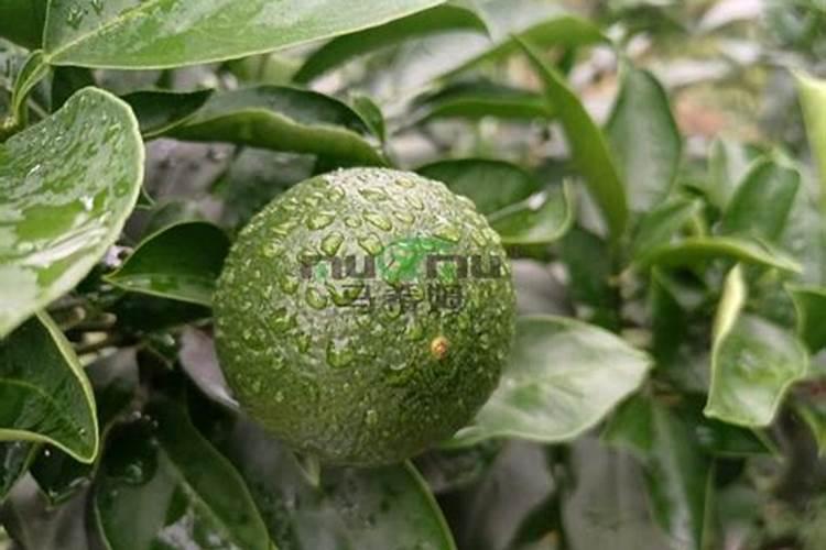 硝酸磷肥生产工艺是什么 硝酸磷肥发展前景如何