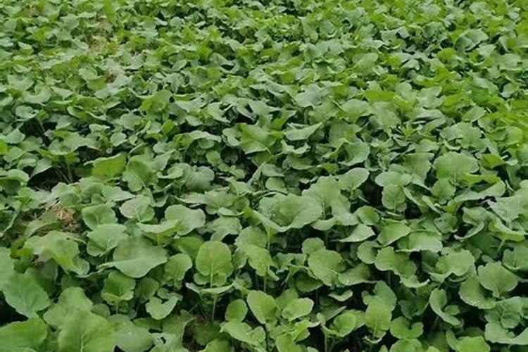 硝基复合肥适合旱田作物吗？