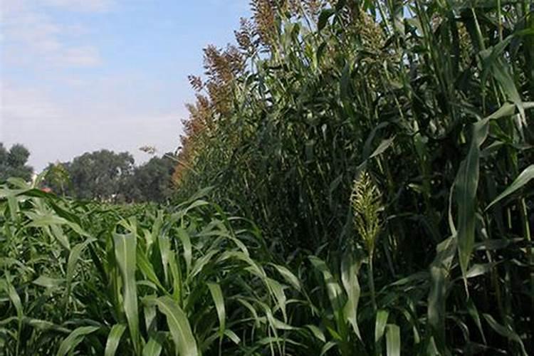 金桔叶子发白是什么原因