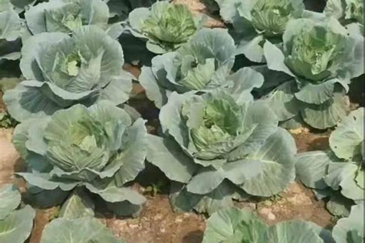 铵态氮肥,硝态氮肥和尿素在土壤中的转化有何不同