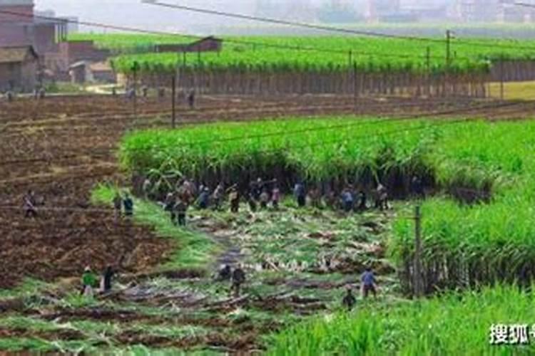 甘蔗七月份施什么肥好