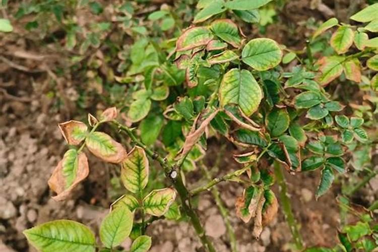 虎皮兰刚换土能浇水吗 首次浇水要浇透吗