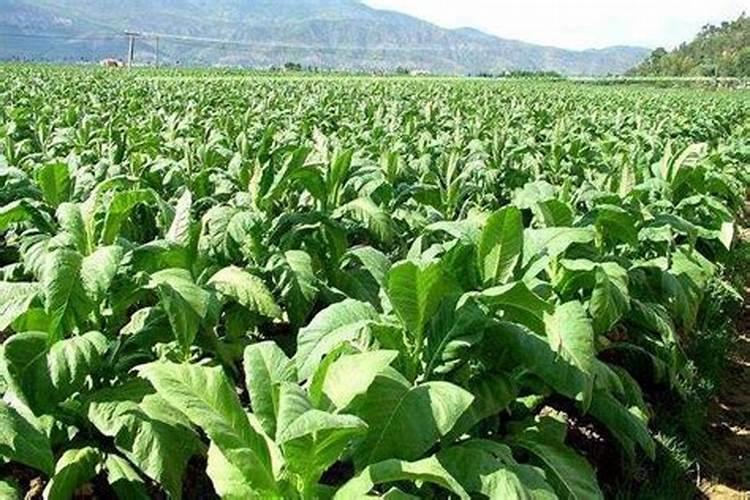 硫酸钾能在烟草叶面喷施吗