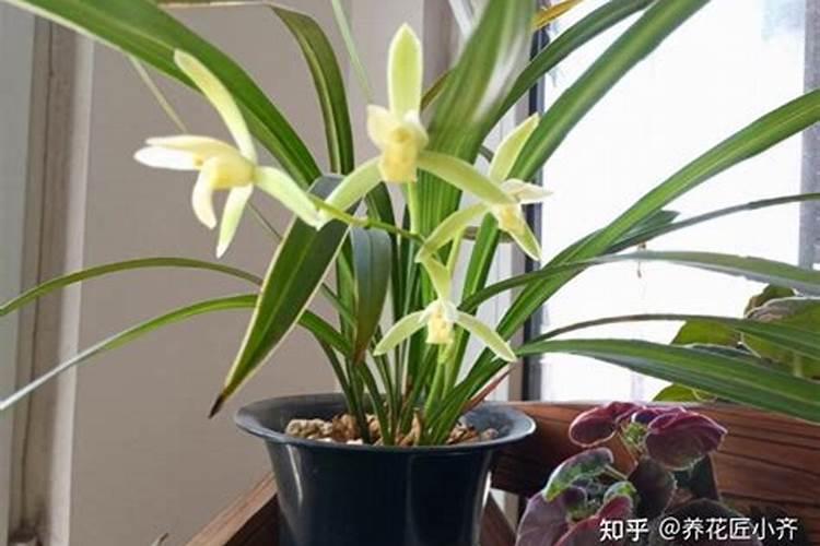 兰花喷叶面肥和浇水需要注意些什么