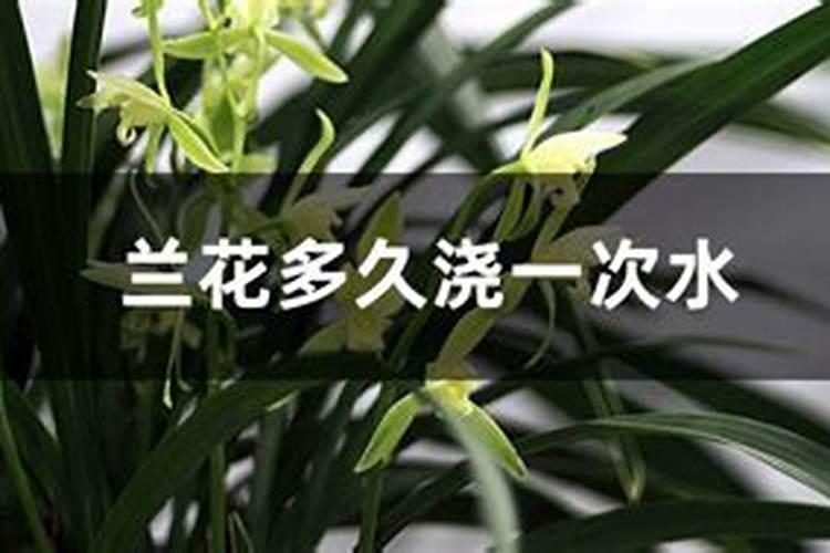 草木灰可以浇兰花吗