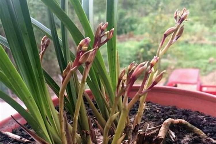 换盆一月后的兰花可以施肥吗？