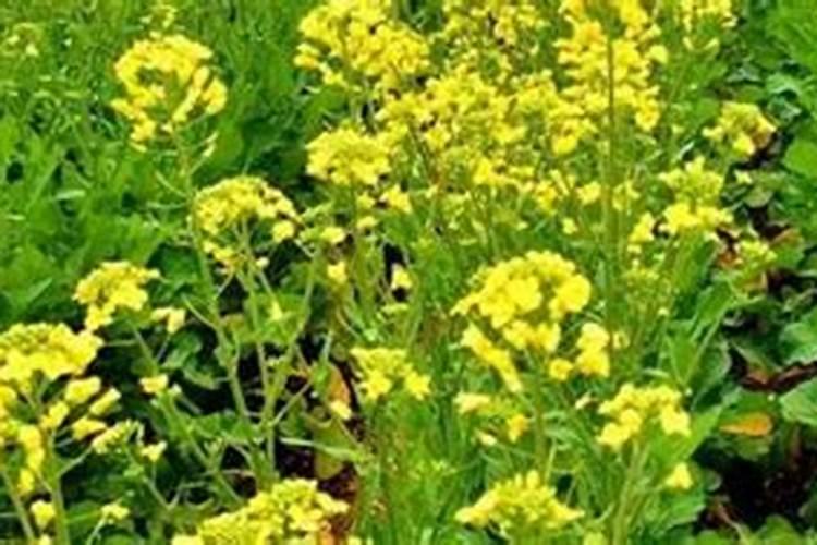 油菜开花期施什么肥