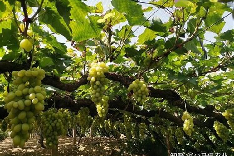 葡萄树如何施肥 葡萄树的施肥方法