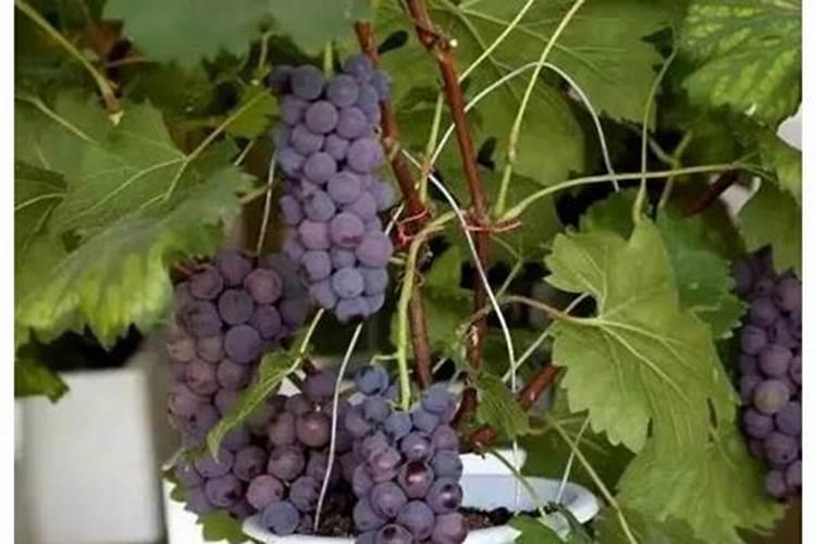 葡萄树如何施肥 葡萄树的施肥方法