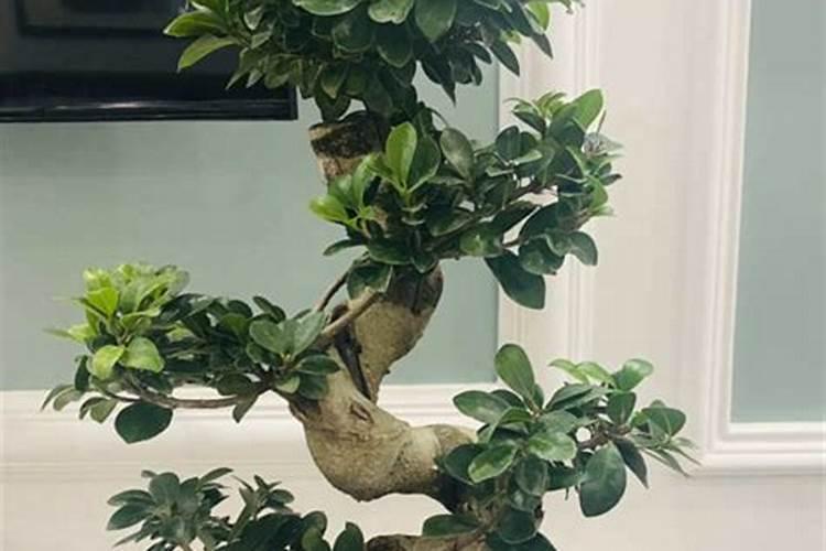 榕树盆景施什么肥料