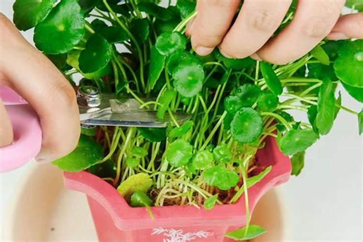 养月季哪种肥料效果更好,生长更旺盛？