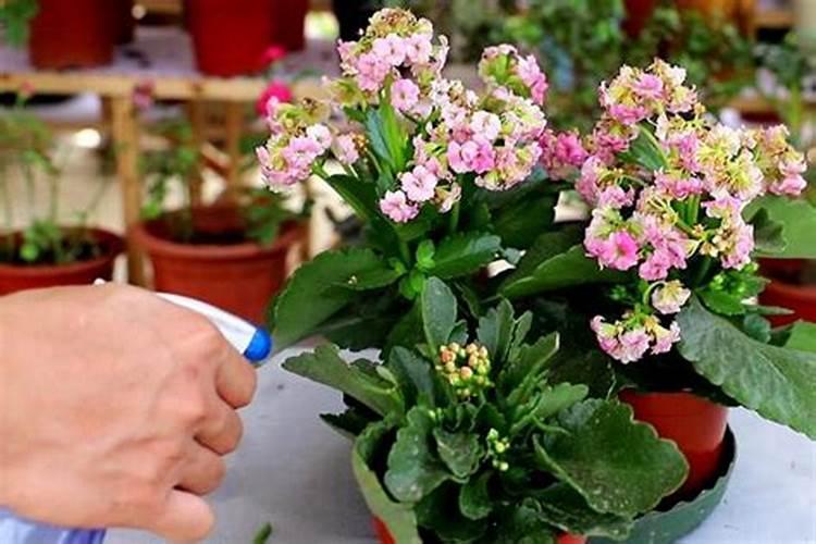 长寿花如何施肥 长寿花怎么施肥