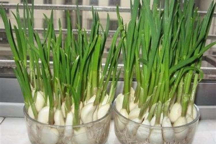 养水蚤绿水如何一直循环