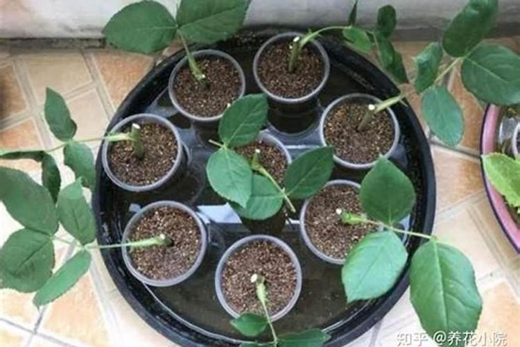 养花怎样让根系发达 植物如何养好根系