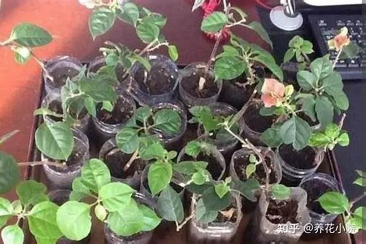 怎样促进盆栽花卉长出发达的根系,怎样才能把花卉根系养好