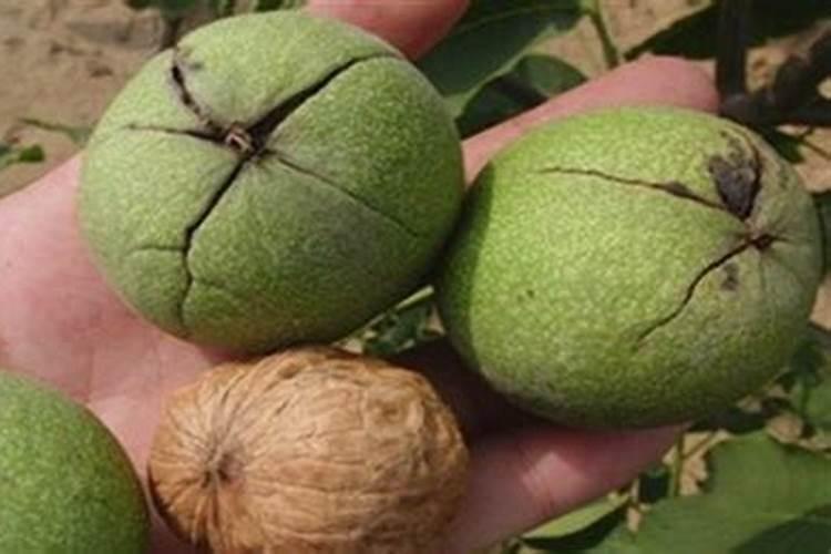 青核桃皮能否作肥料