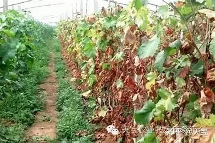 叶面肥在葡萄树上的重要作用!