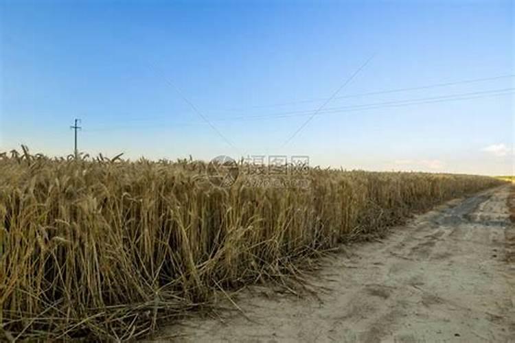 小麦出穗了还能追肥吗