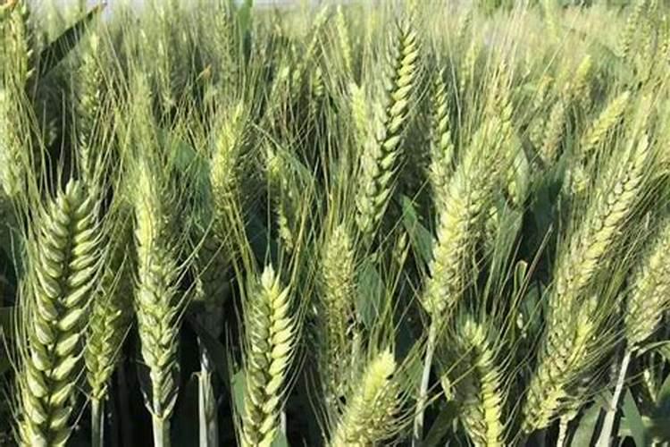 小麦是我国主要的粮食作物,如何防小麦早衰,提高产量？