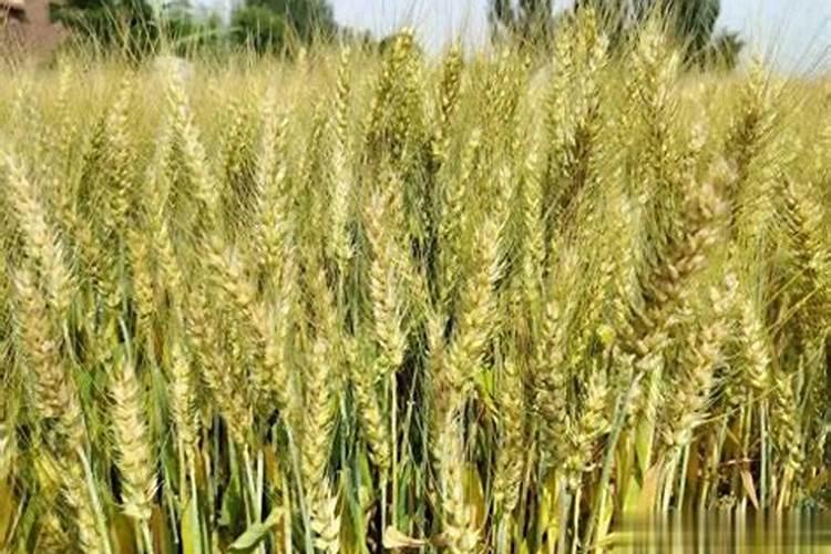 小麦现在就要成熟了,打什么药能抗干热风？得了干热风怎么办