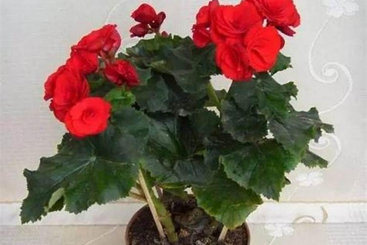 海棠花的施肥方法