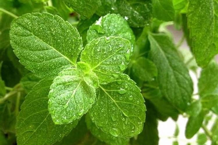 薄荷施什么肥最好