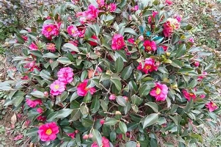 如何根据花的需要施肥？