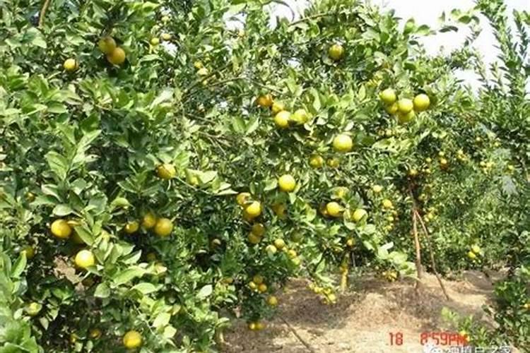 贡柑如何保花保果？